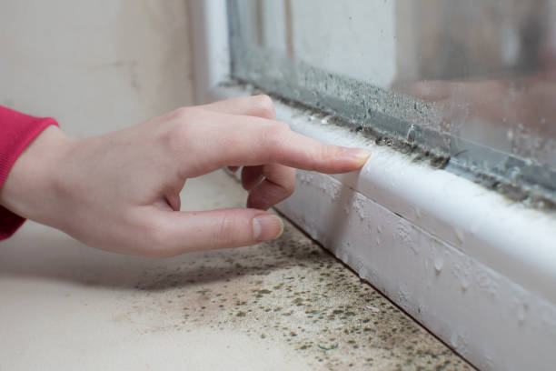 Best Real Estate Mold Inspection  in Ludowici, GA